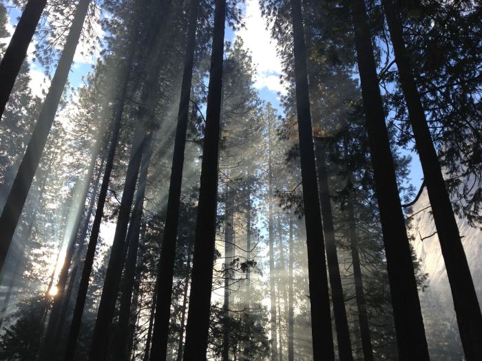 tall trees