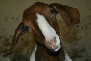 goat with head sideways quizzically