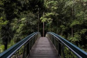 Walking bridge to a forrest