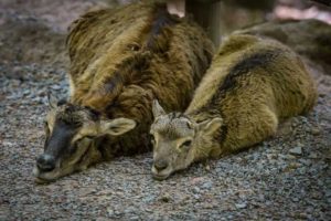 two mouflons laying next to each other