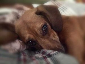 dog laying on a pillow looking sad