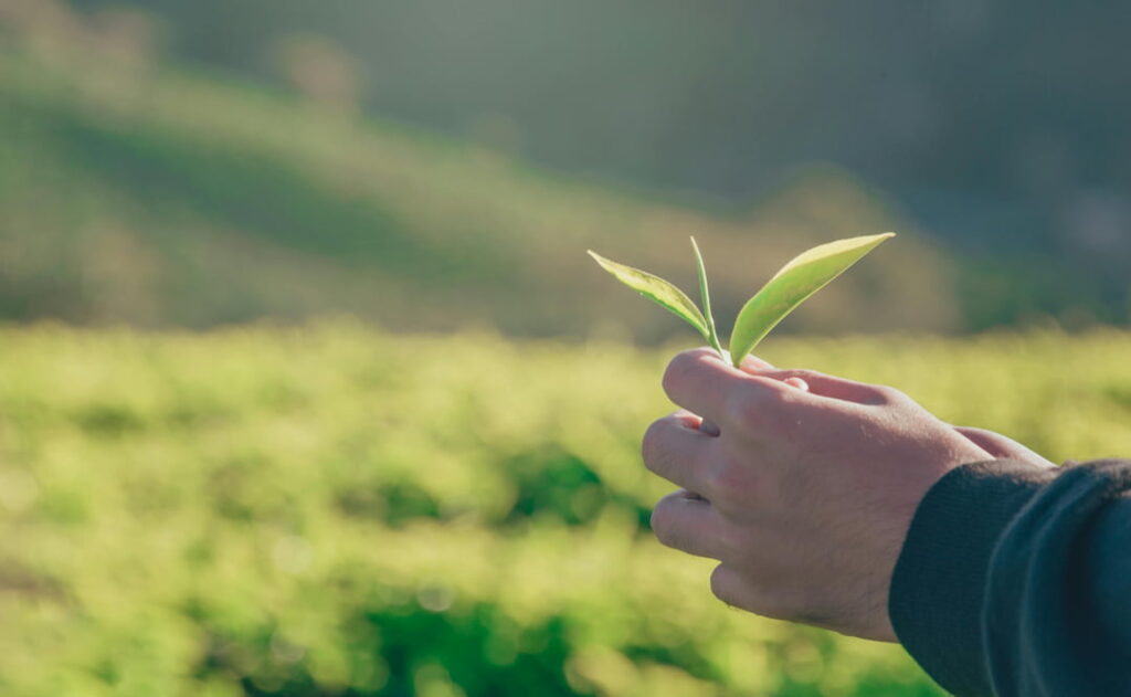 hands holding a plant