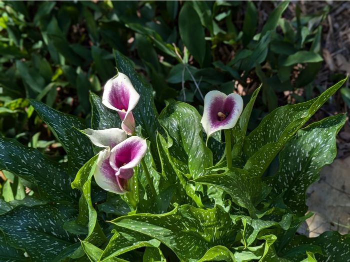 cowlillies