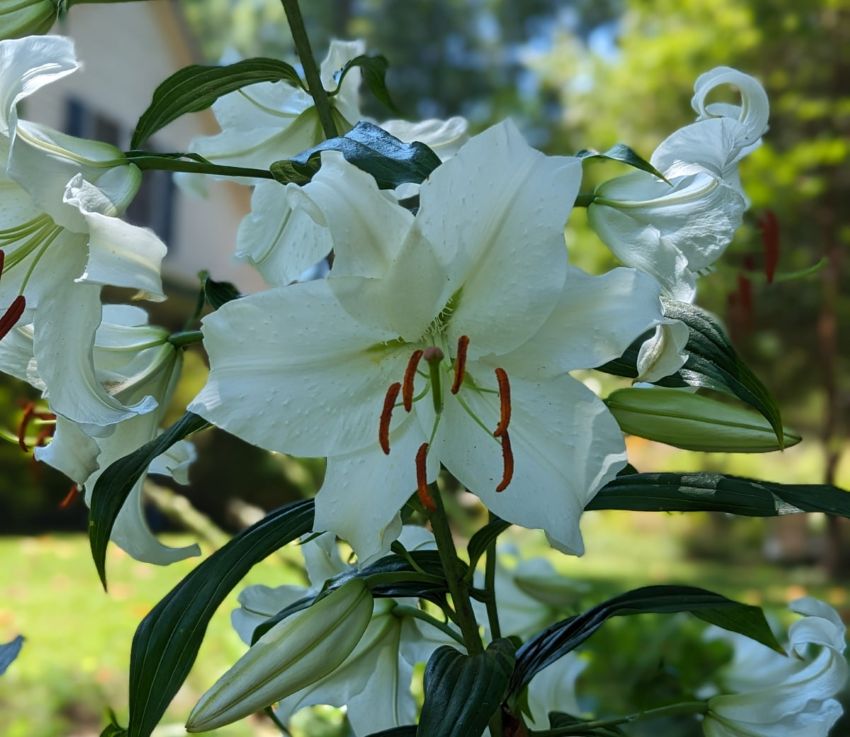 white flower