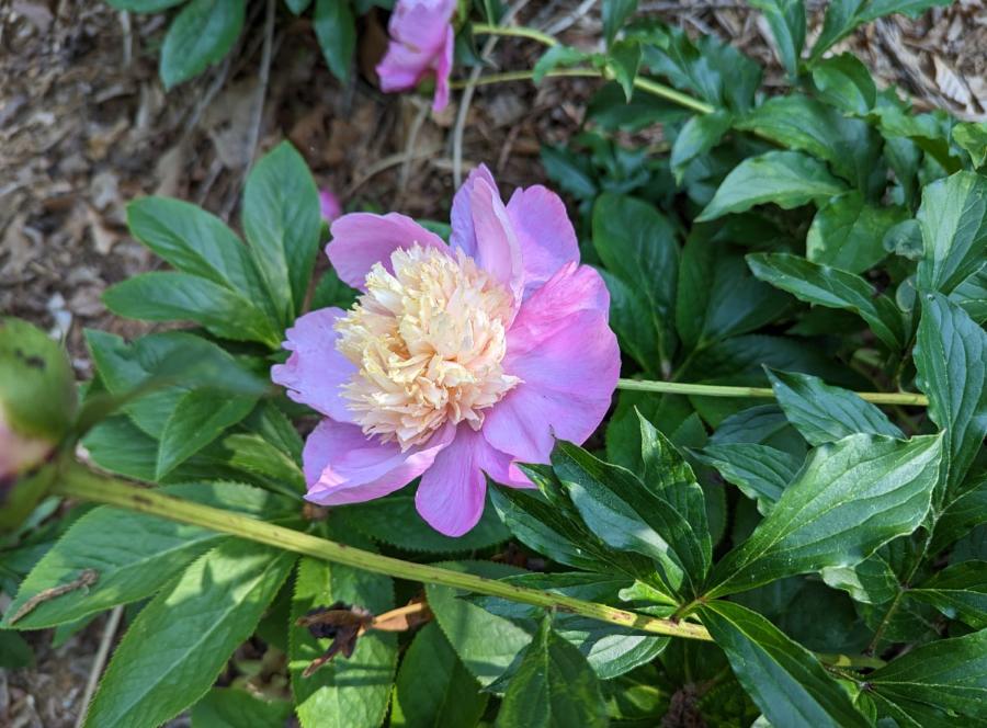 peony